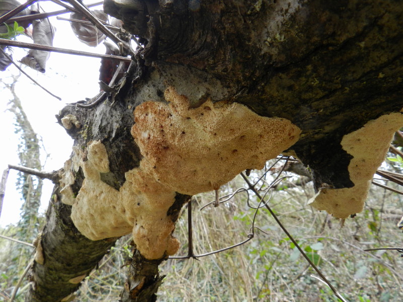 Su salice (Trametes trogii)
